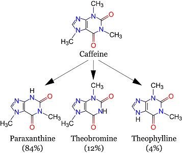 caffeine_metabolites.jpg